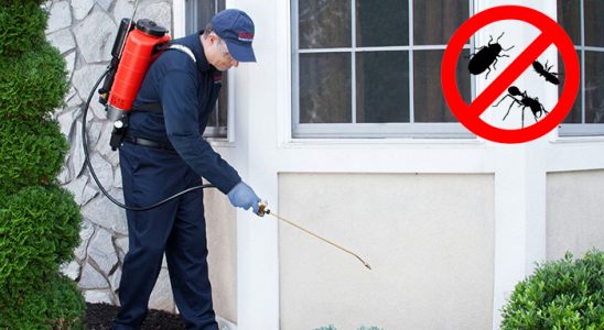 Çamlık Bit İlaçlama böcek ilaçlama ve haşere kontrolü — ilaclama-tr.com